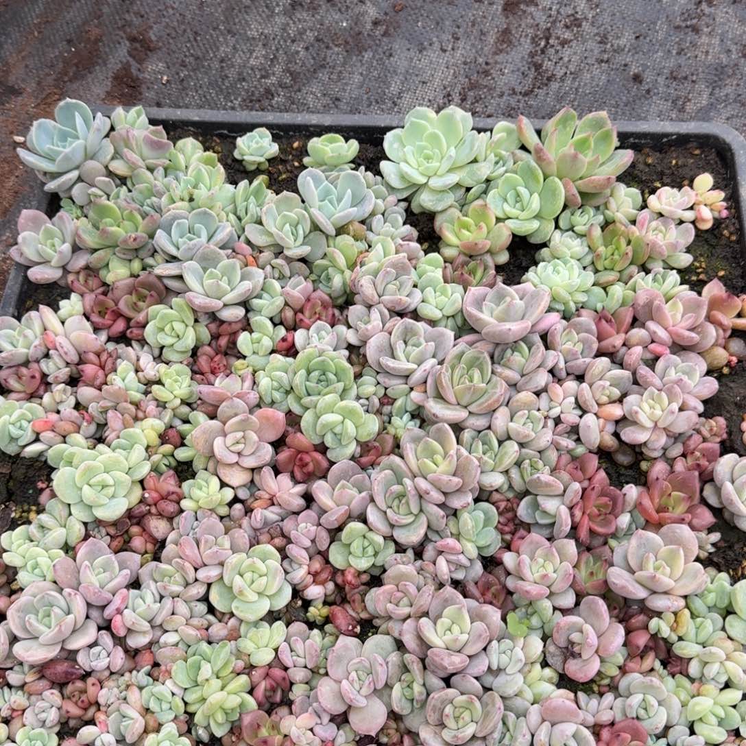 多肉杂交一物一拍26-6