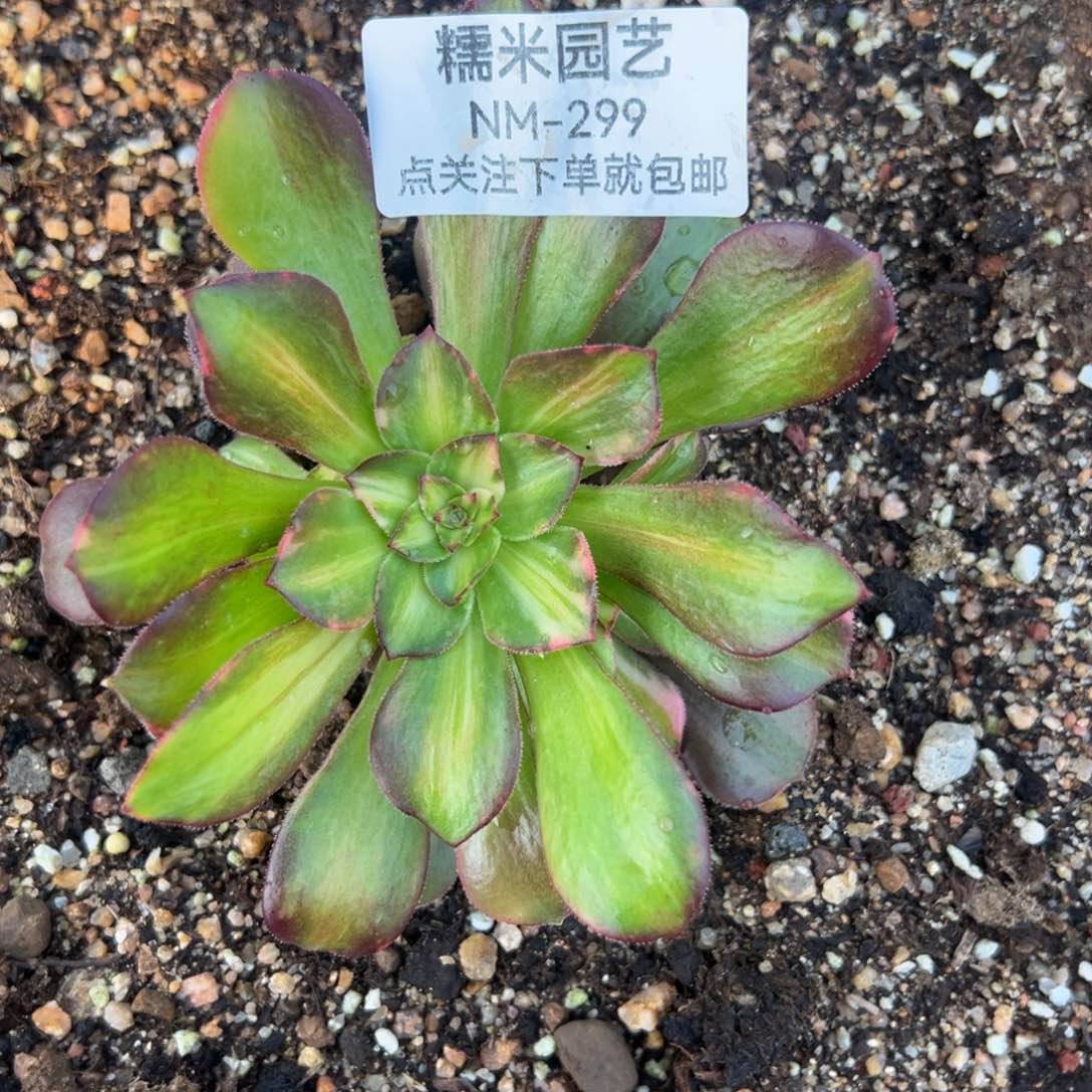 绍七彩多肉植物299