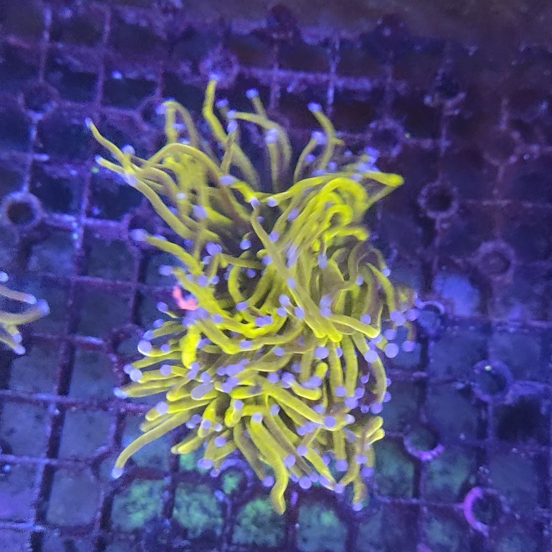 智海海洋珊瑚 不支持退货不包邮
