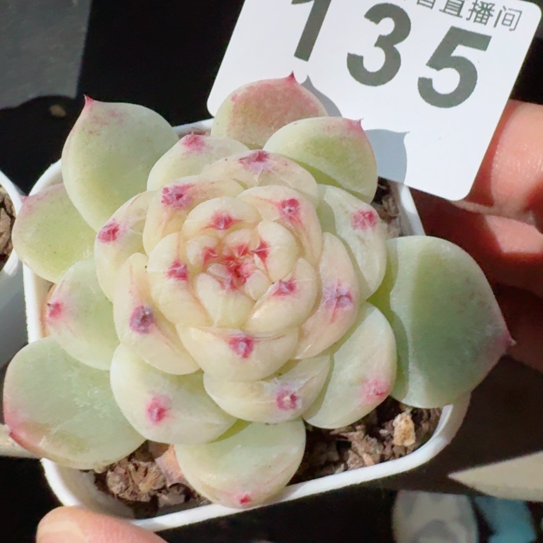 白雪         精品多肉