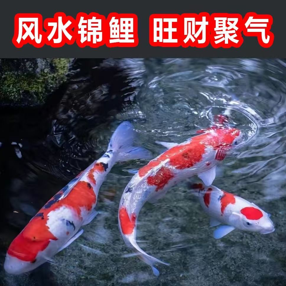 好养耐活冷水锦鲤观赏鱼