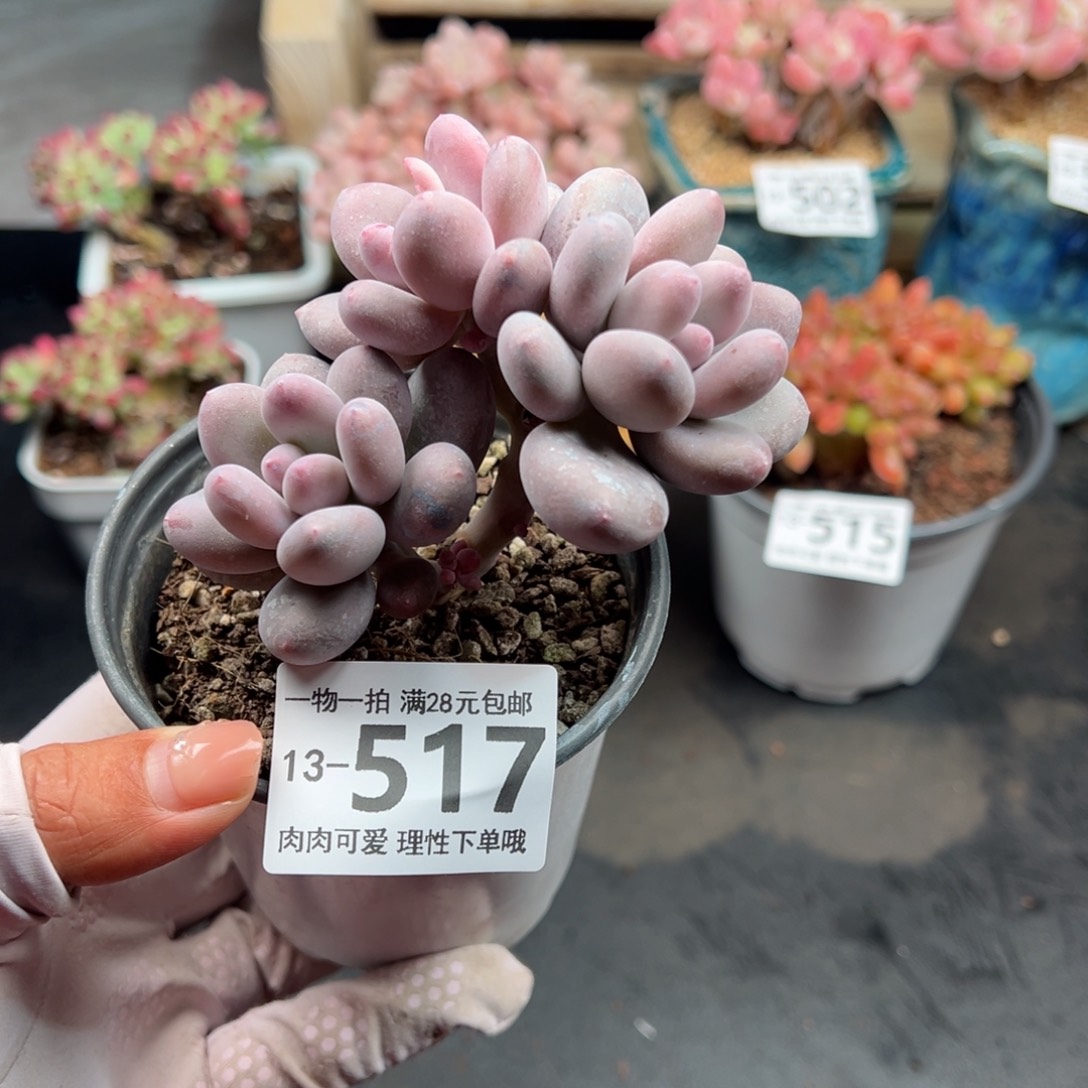 海狸美人多肉多肉多肉