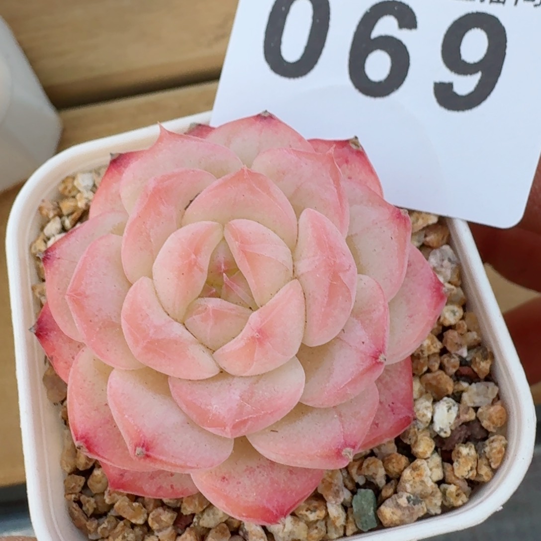 美心         多肉植物