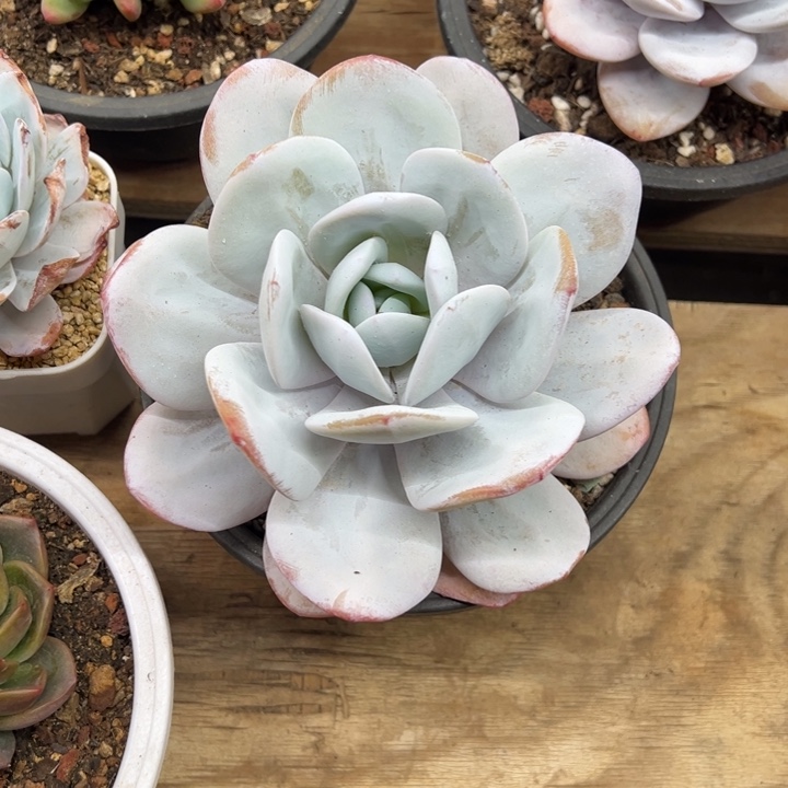 雪莲 老桩 夏鸣园艺