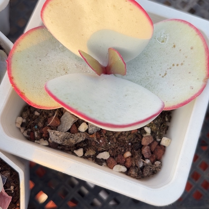 白眉  满12.9包邮