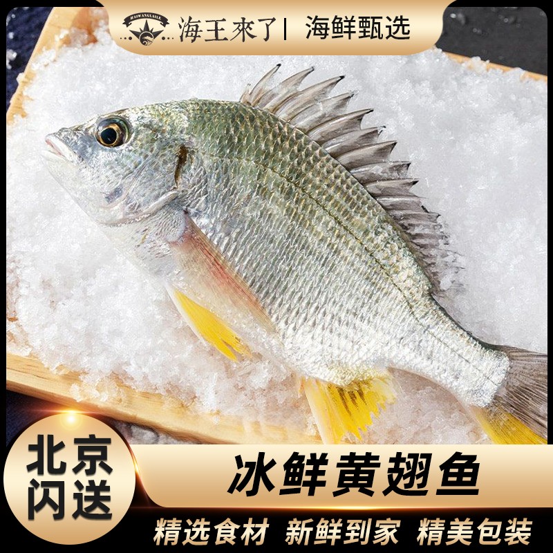 冰鲜黄翅鱼 黄翅鱼 北京同城 闪送