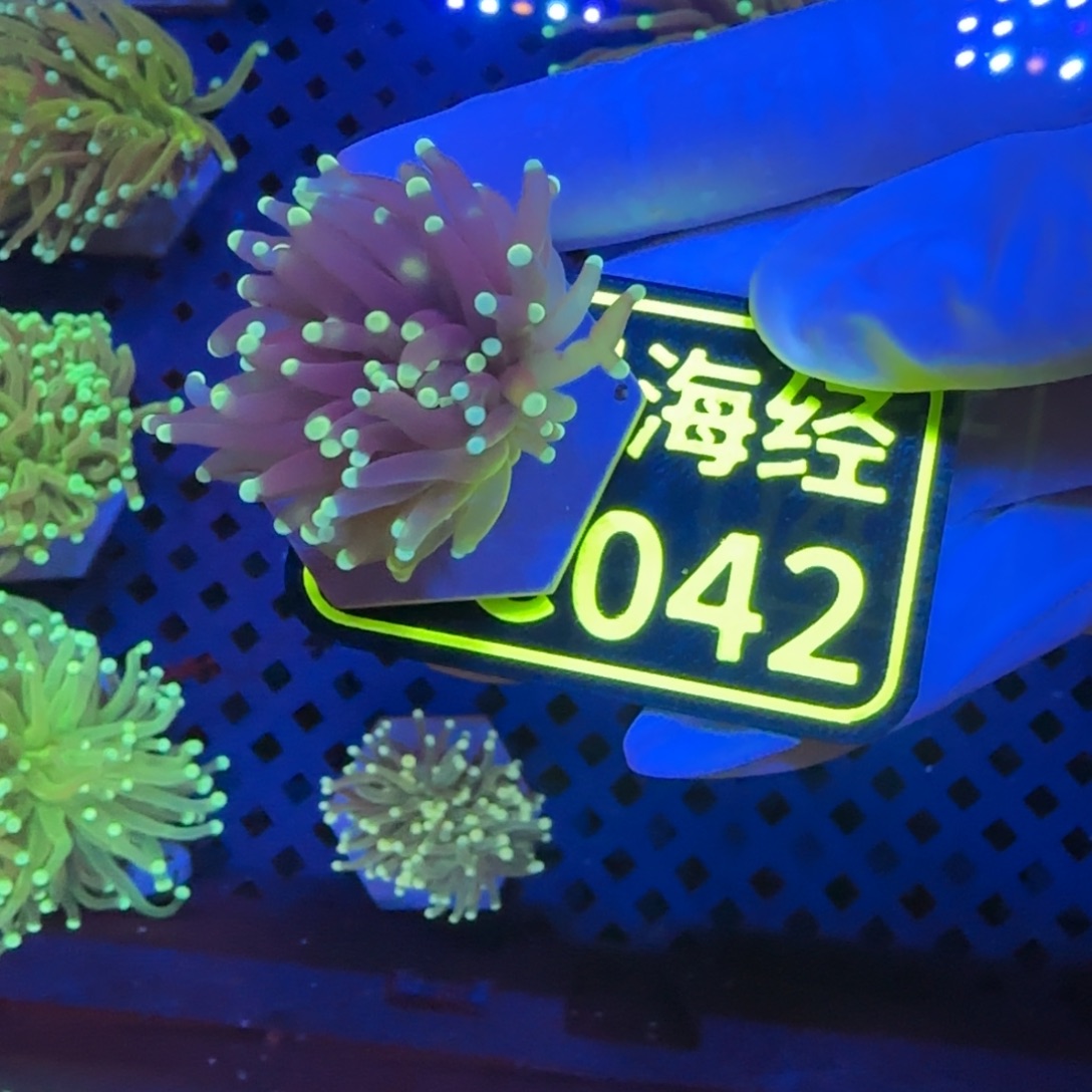 镇***兄纽扣珊瑚晓晓不包邮黑火柴C042