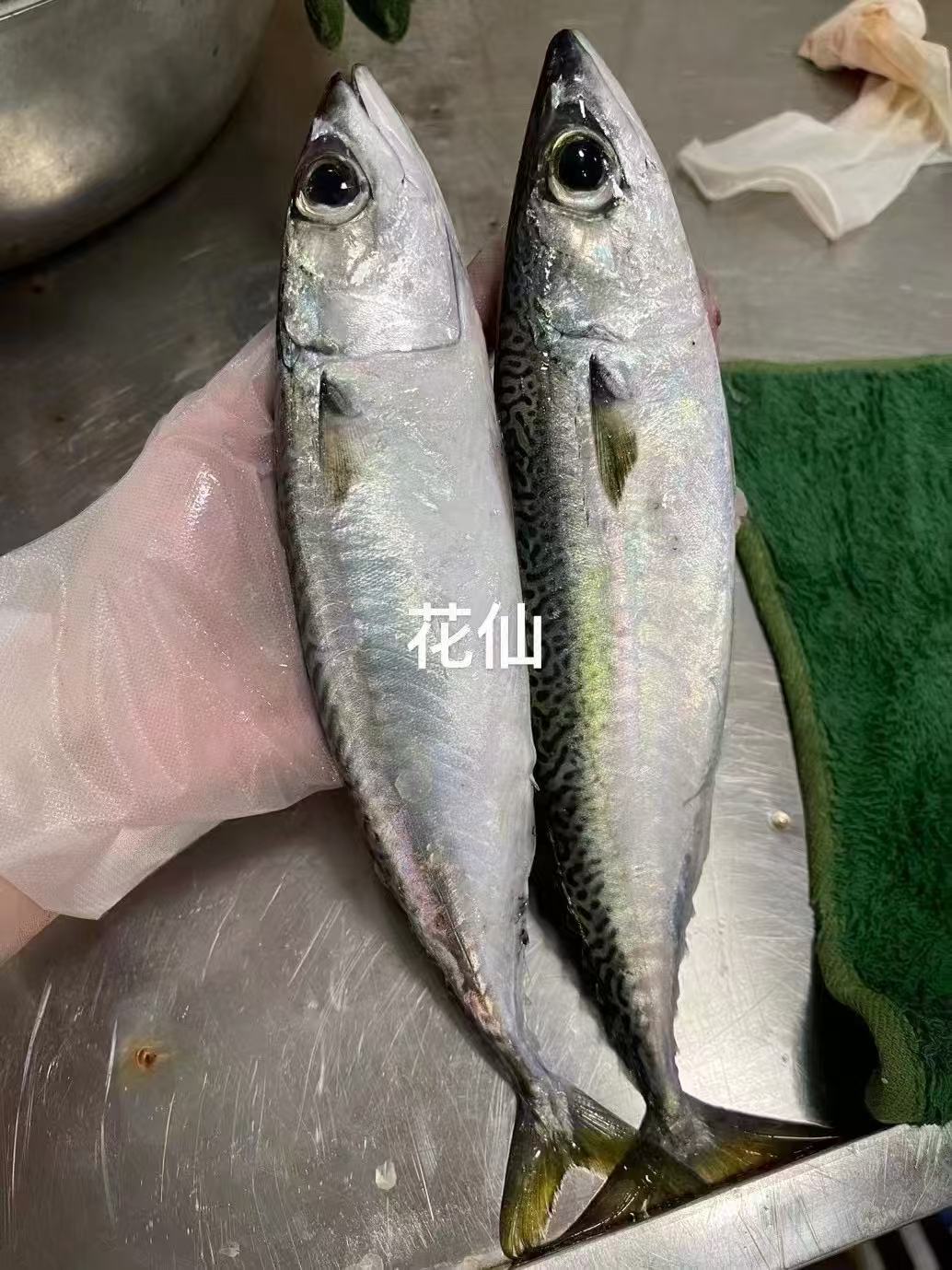 花仙鲜活/5斤2-3条装十七仔推荐惠来海鲜广东省内包邮顺丰冷链