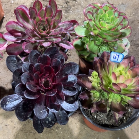 167多肉植物组合