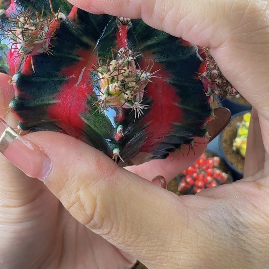 双***佩侧牙0000000000000488