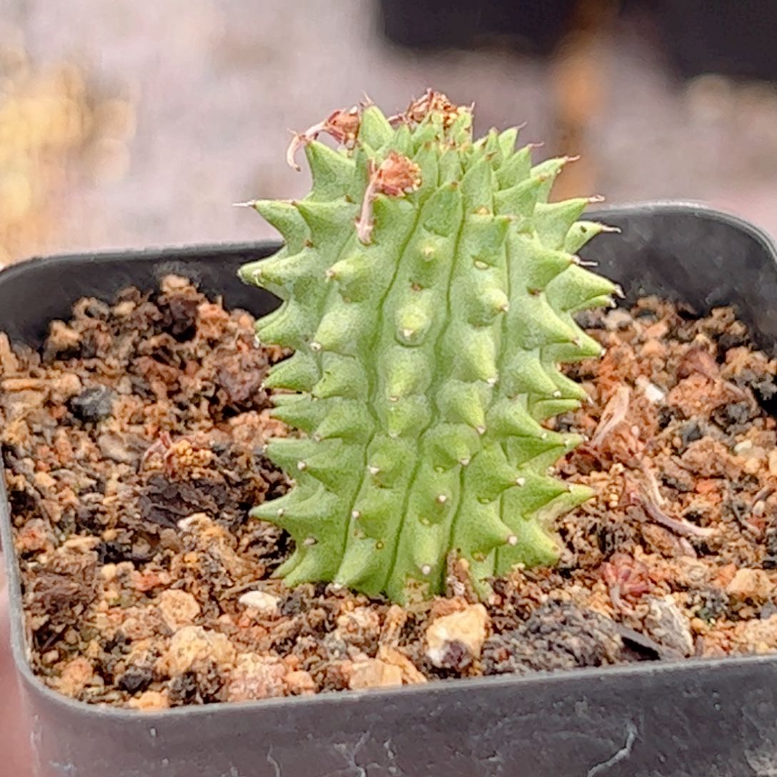 海胆大戟自根仙人球