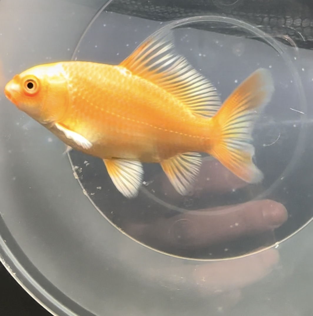 红色蝴蝶鲤观赏鱼，一鱼一拍，入缸不包