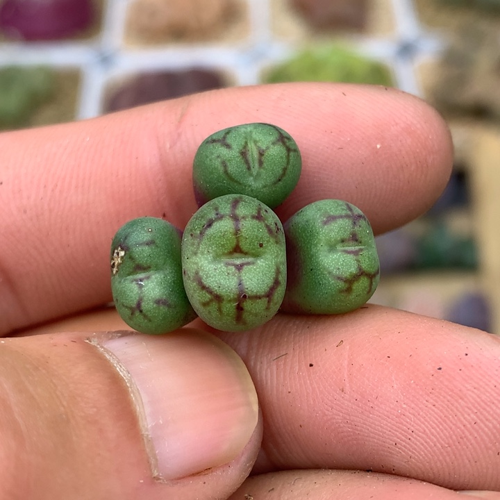 精品多肉植物园艺猴脸