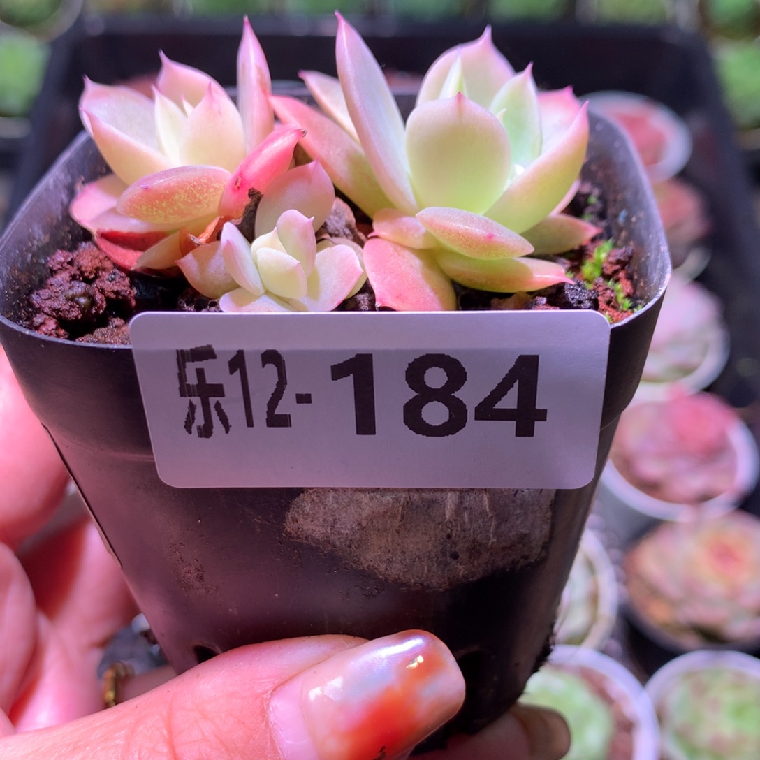 乐然12-184 丝绸面纱 