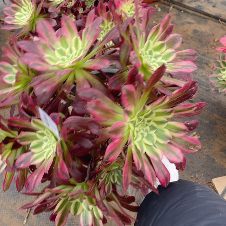 732天和法师多肉断枝不售后