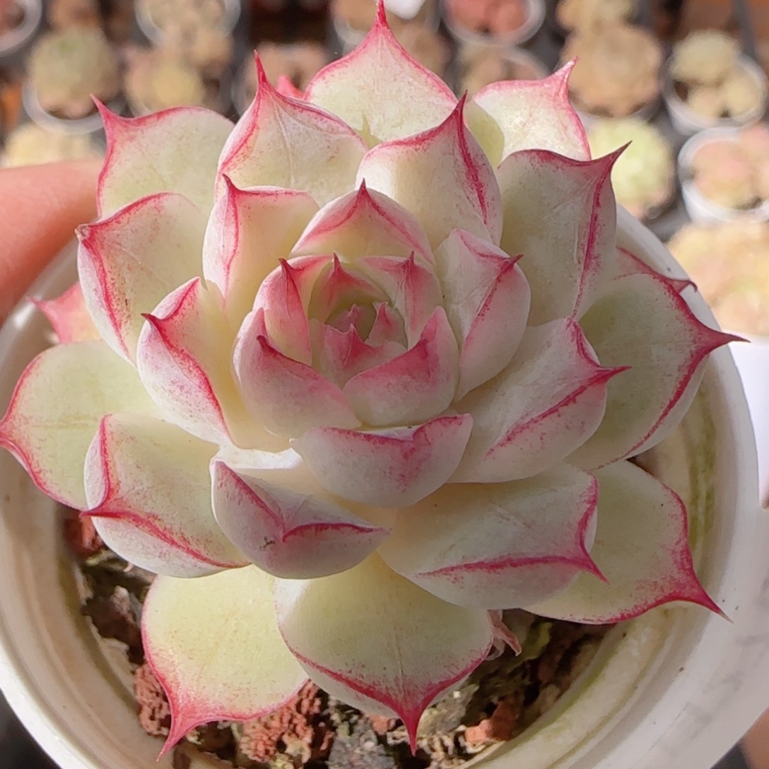 花语多肉1227-259