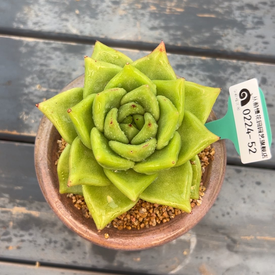 多肉一物一拍0222.52