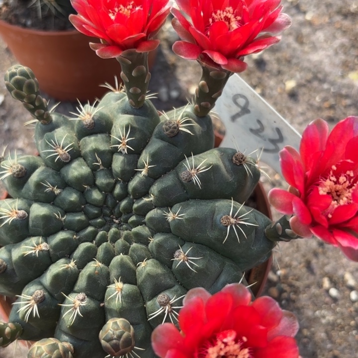 完全开放923绯花玉摘花脱土发货