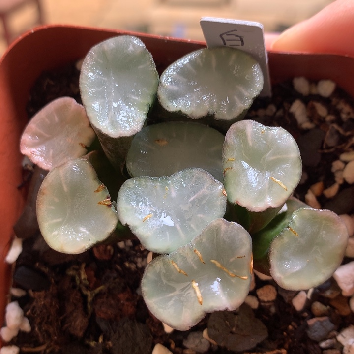 白瓷万象一物一拍