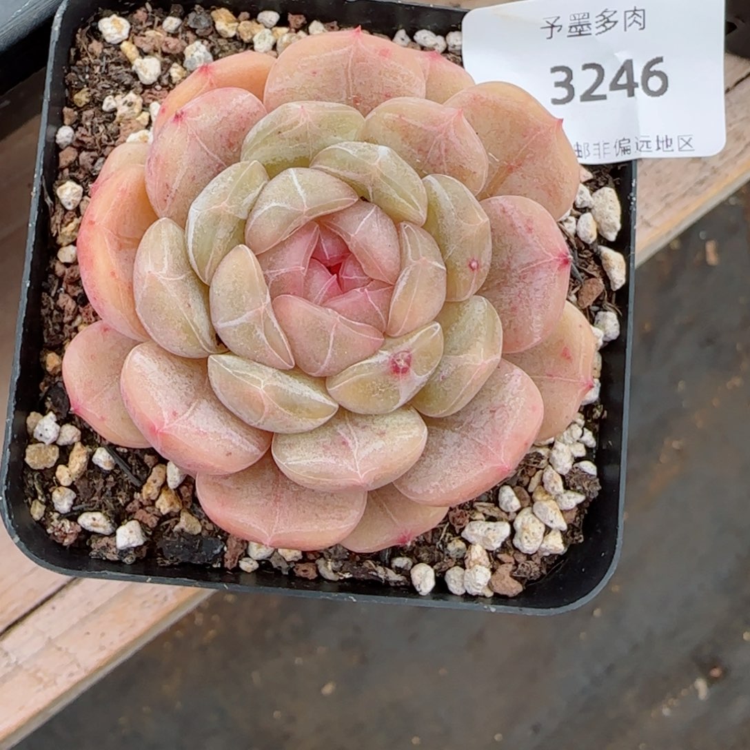 粉心白恋，3246多肉