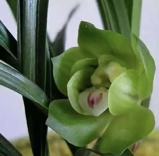 【绿云】春兰名品浓香好养易活人工种植