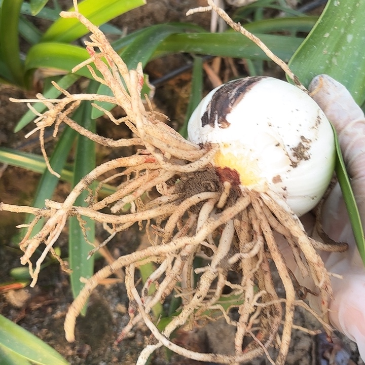 无花朵品种盲盒开花不售后残