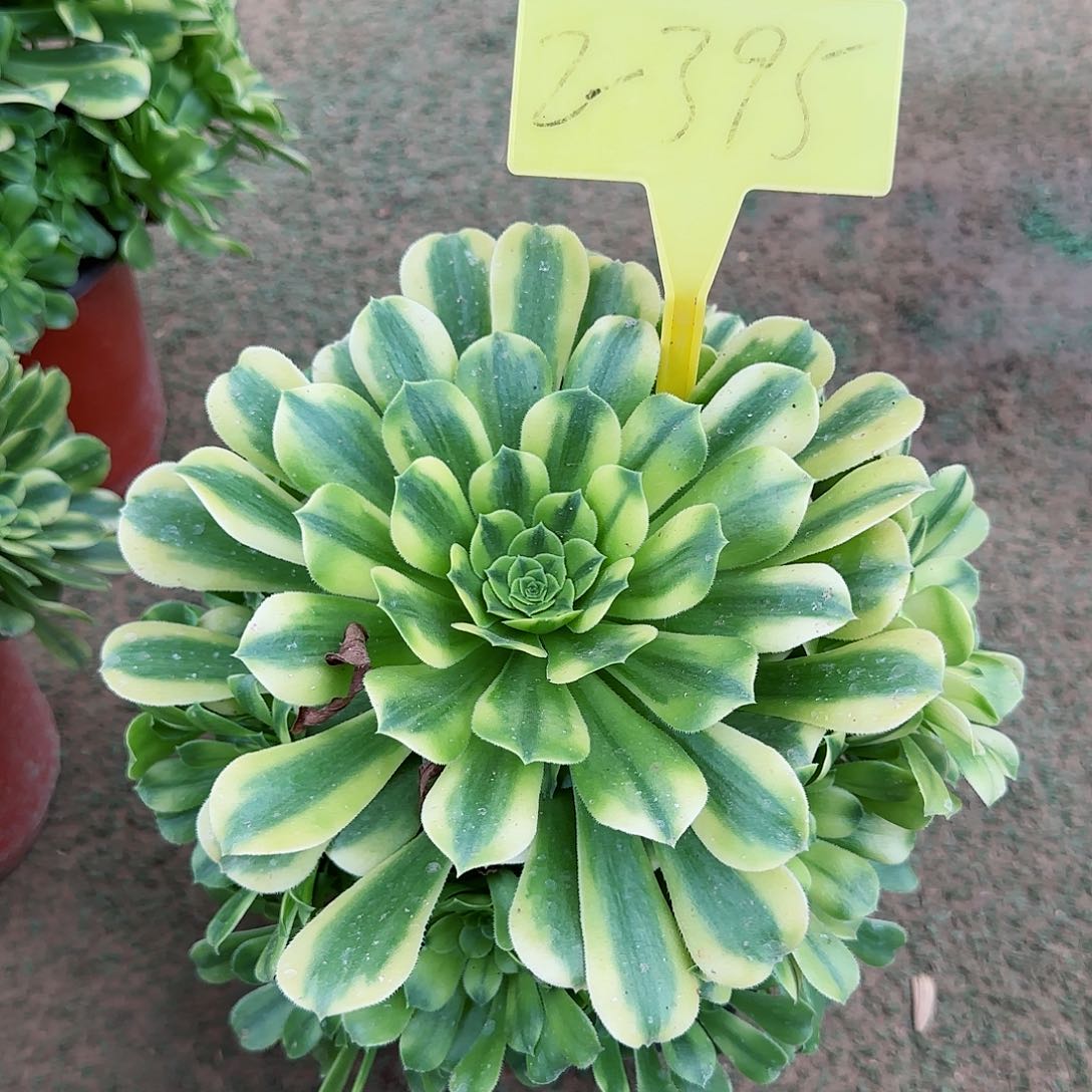 2-395+--多头多肉植物