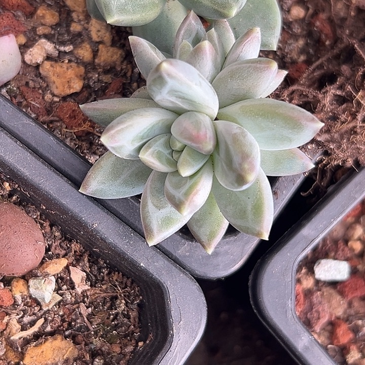 美人双头特价一物一拍