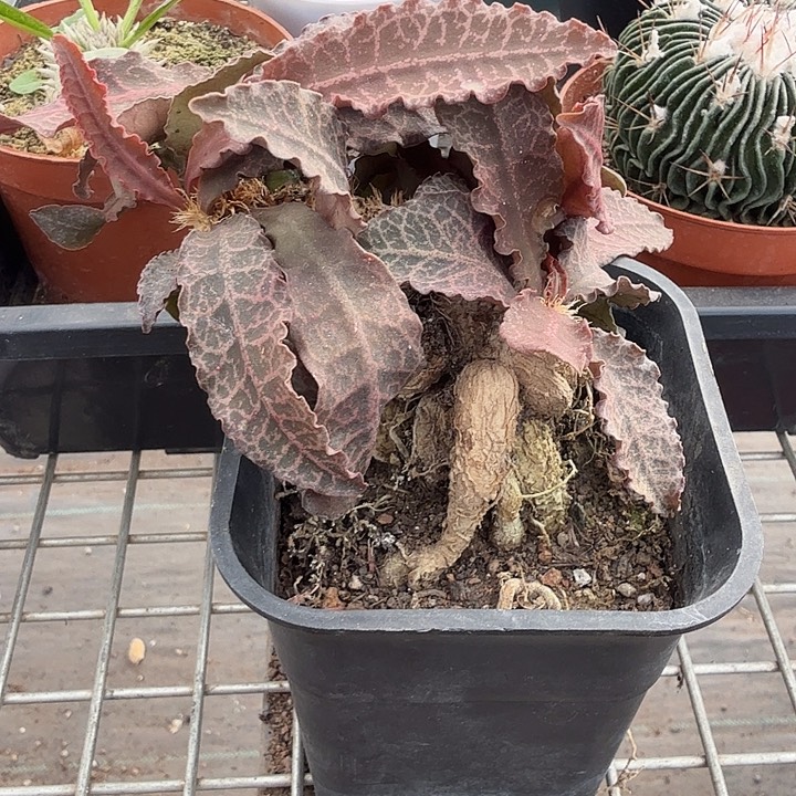 彩叶麒麟块根8仙人球