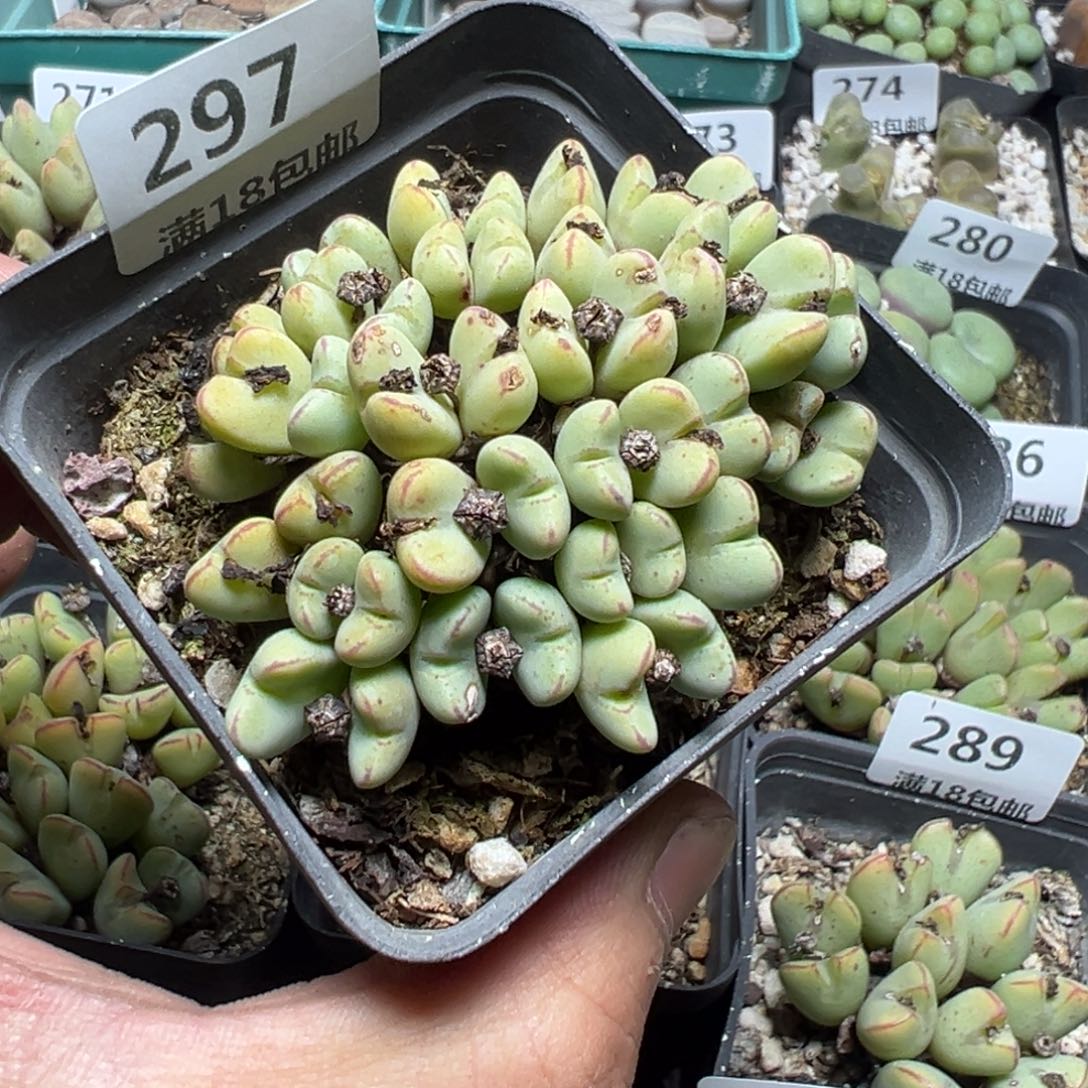 【闪购商品】 297。      