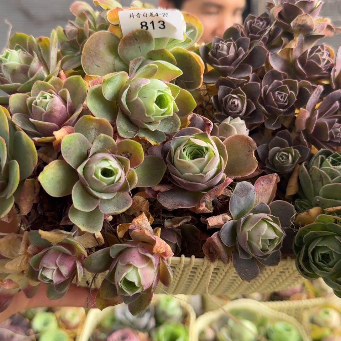 白龙813 群生五颗组合