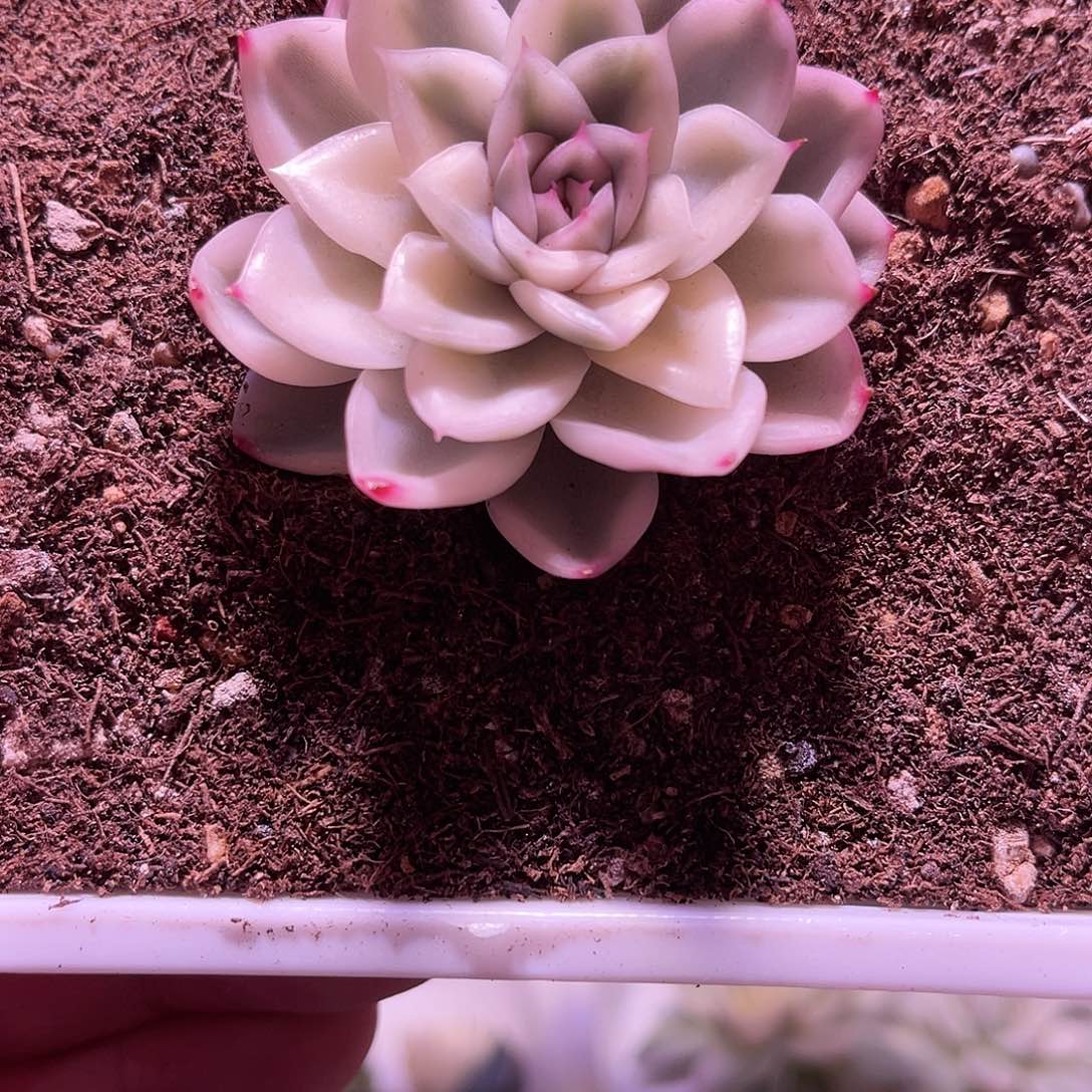 玉鸾东云锦植物一物一拍