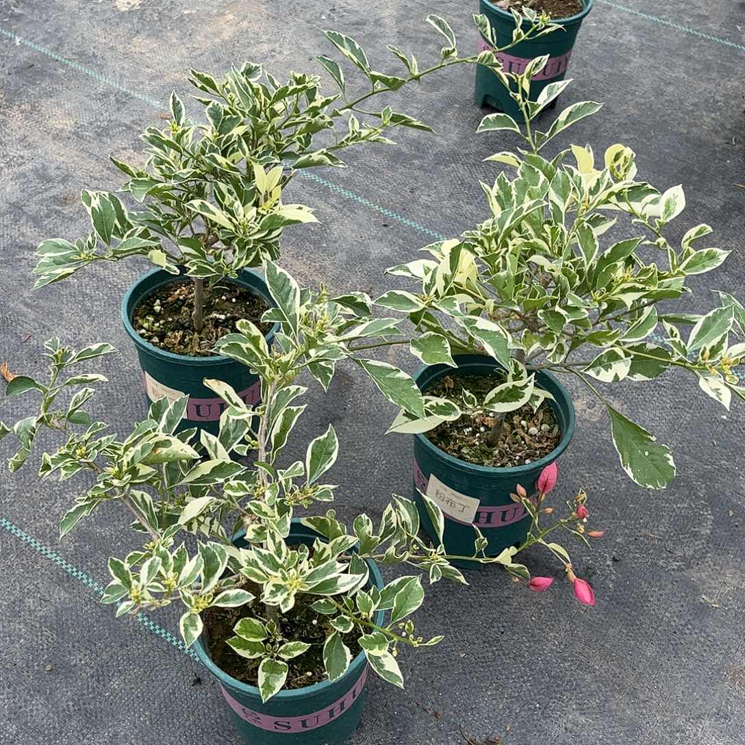 当前无花栽培后可以开花【粉布丁一棵】随机发货福利款不售后