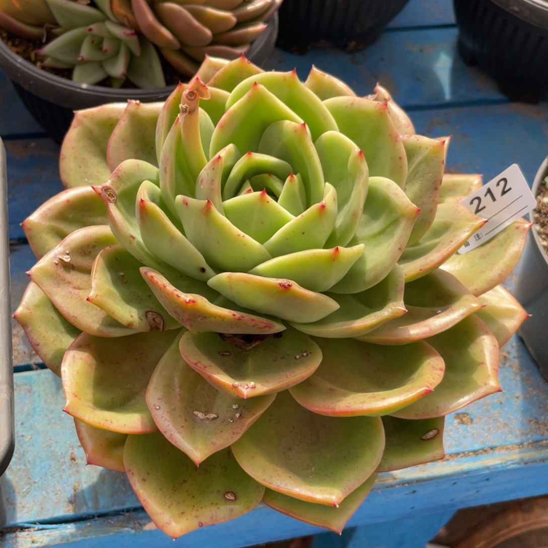 无花朵若茹东云单拍B212