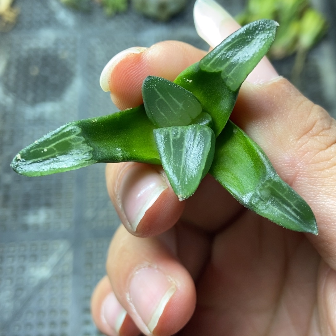 是是是是是是是是是寿