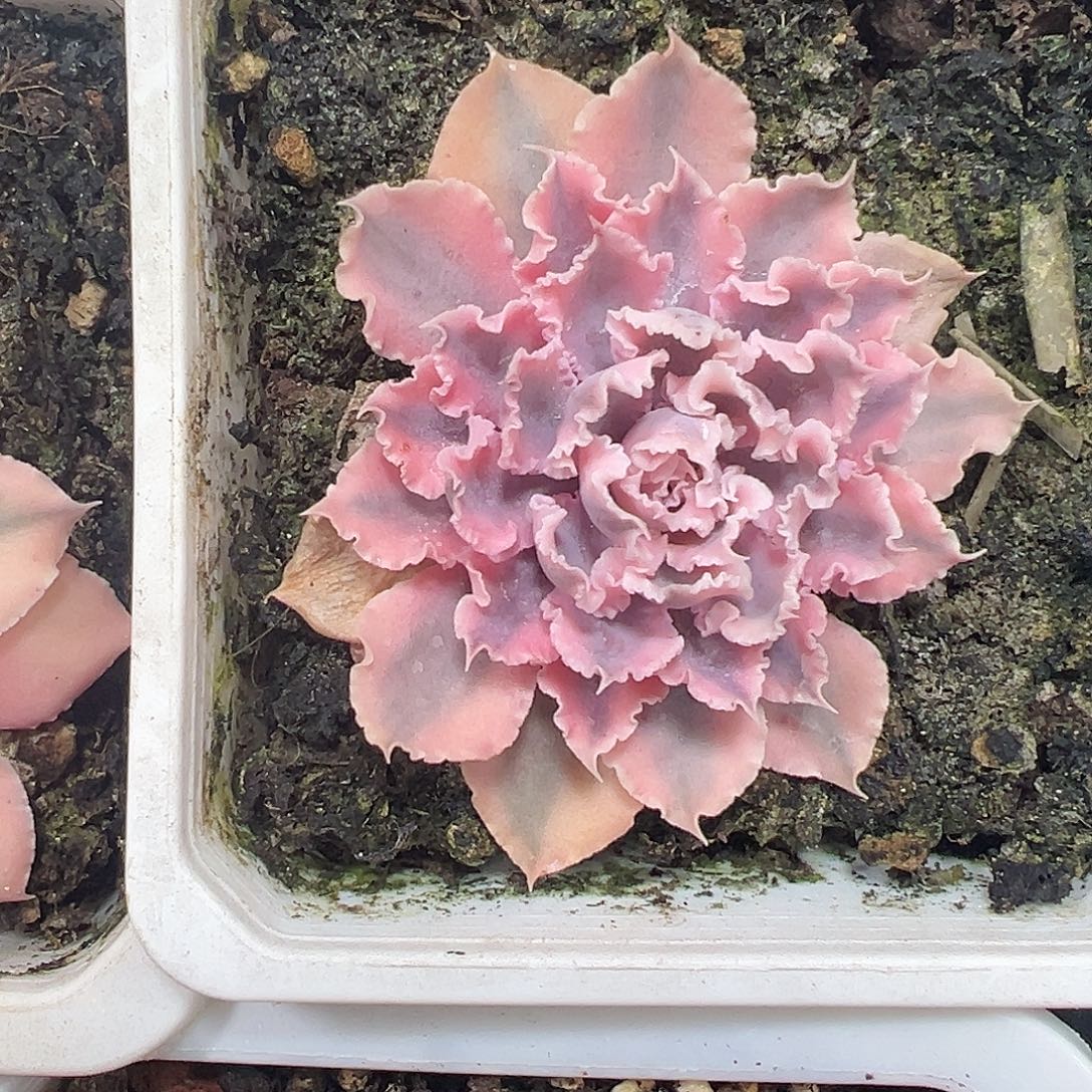 晚霞之舞锦多肉植物