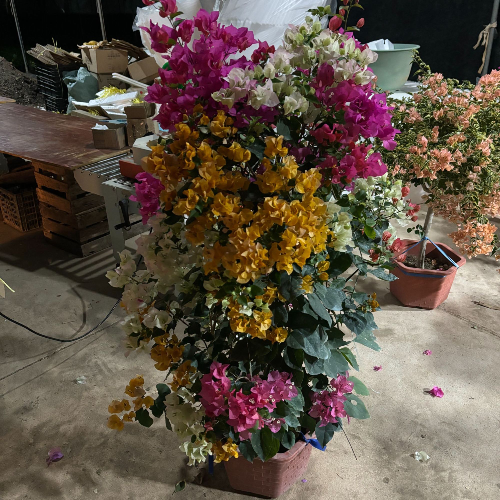 超大【三色】三角梅四季勤花好养易活运输轻微掉花正常现象