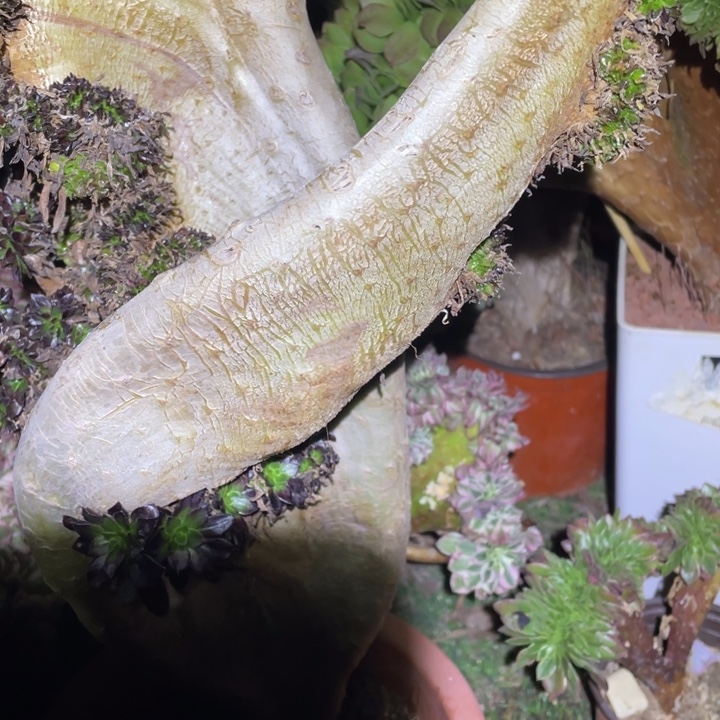 咪****130号黑法师缀化多肉植物