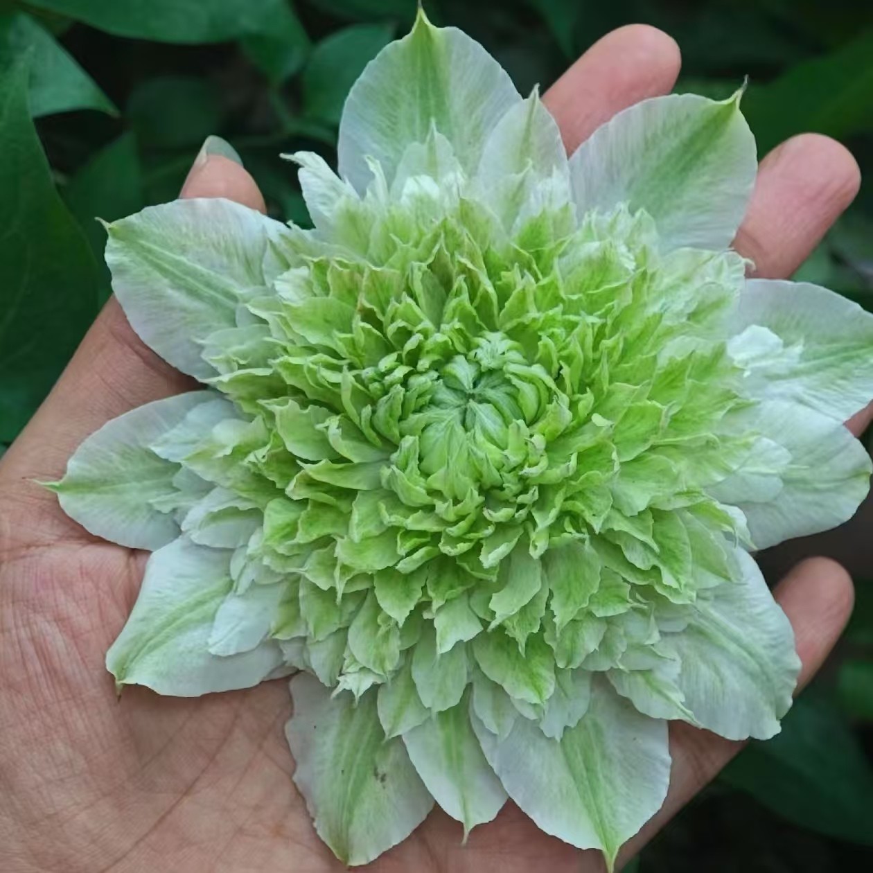 【新品花园】铁线莲重瓣爬藤花苗攀援庭院花卉盆栽地栽观花植物室内