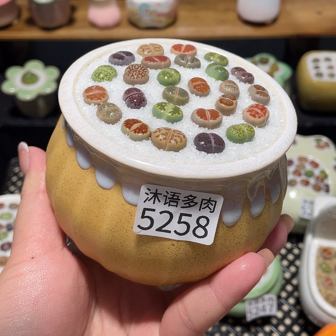 带盆土植物 一物一拍5258