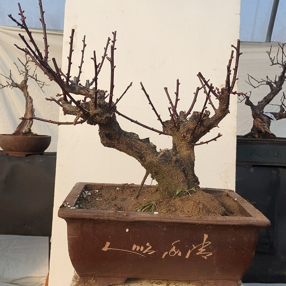 全部花苞20年野梅嫁接wum