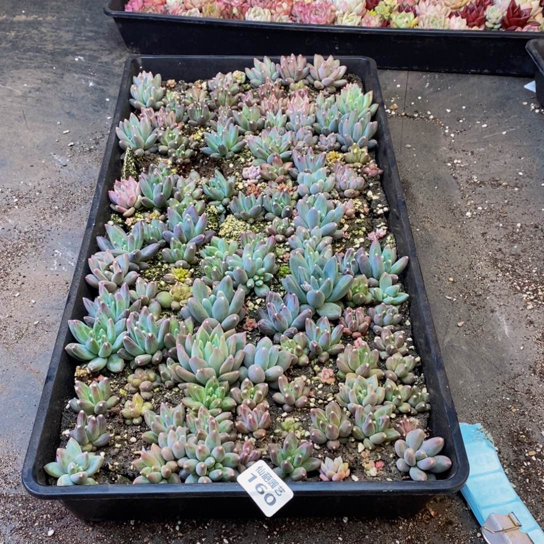 ＜****时160多肉植物保护研究所所长助理