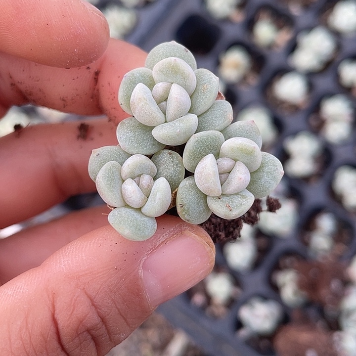 冰玉小脸群随机发3颗满18