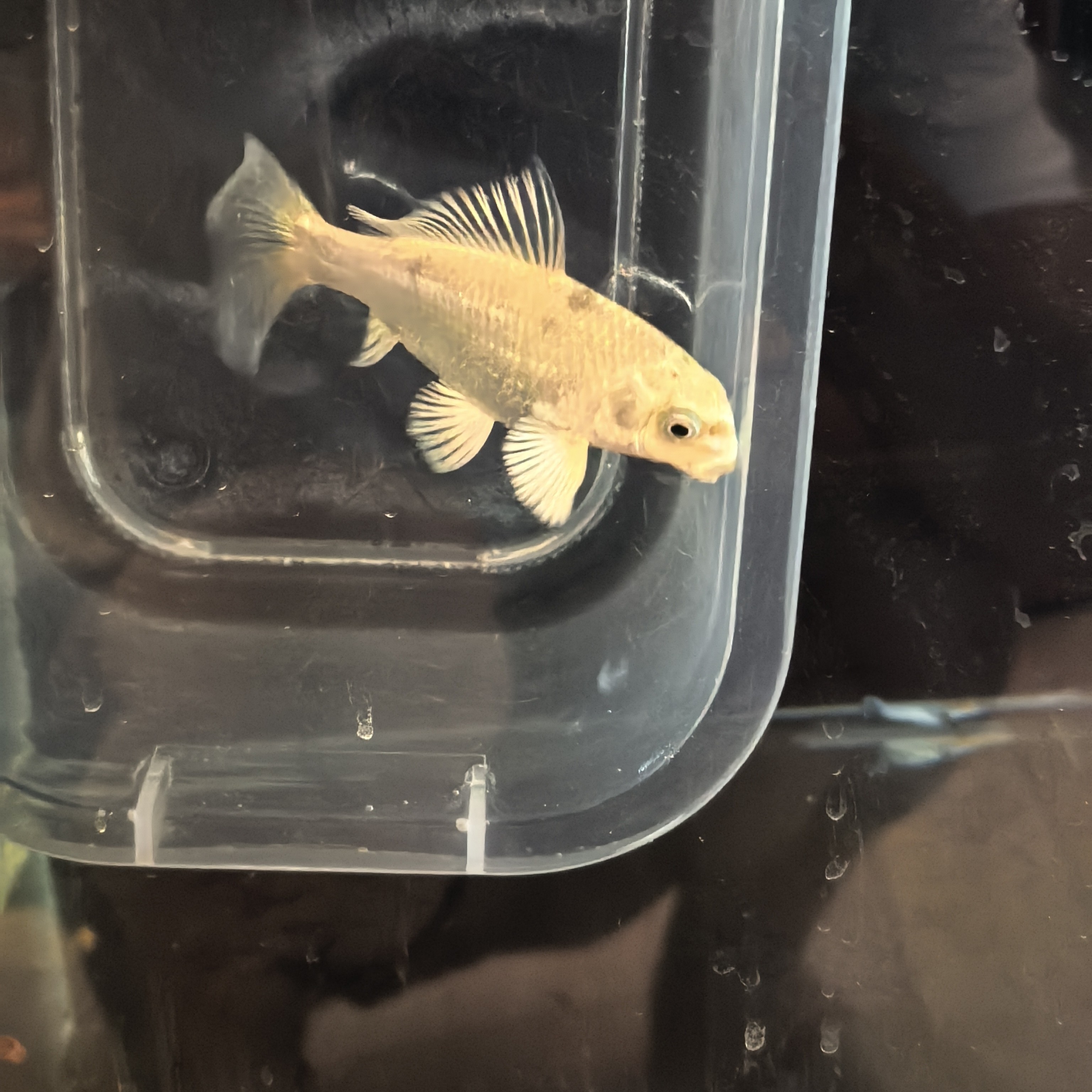 普身普短长条蝴蝶鲤鱼大鳍大尾白冷水鱼圆头鹰嘴墩头海豚头