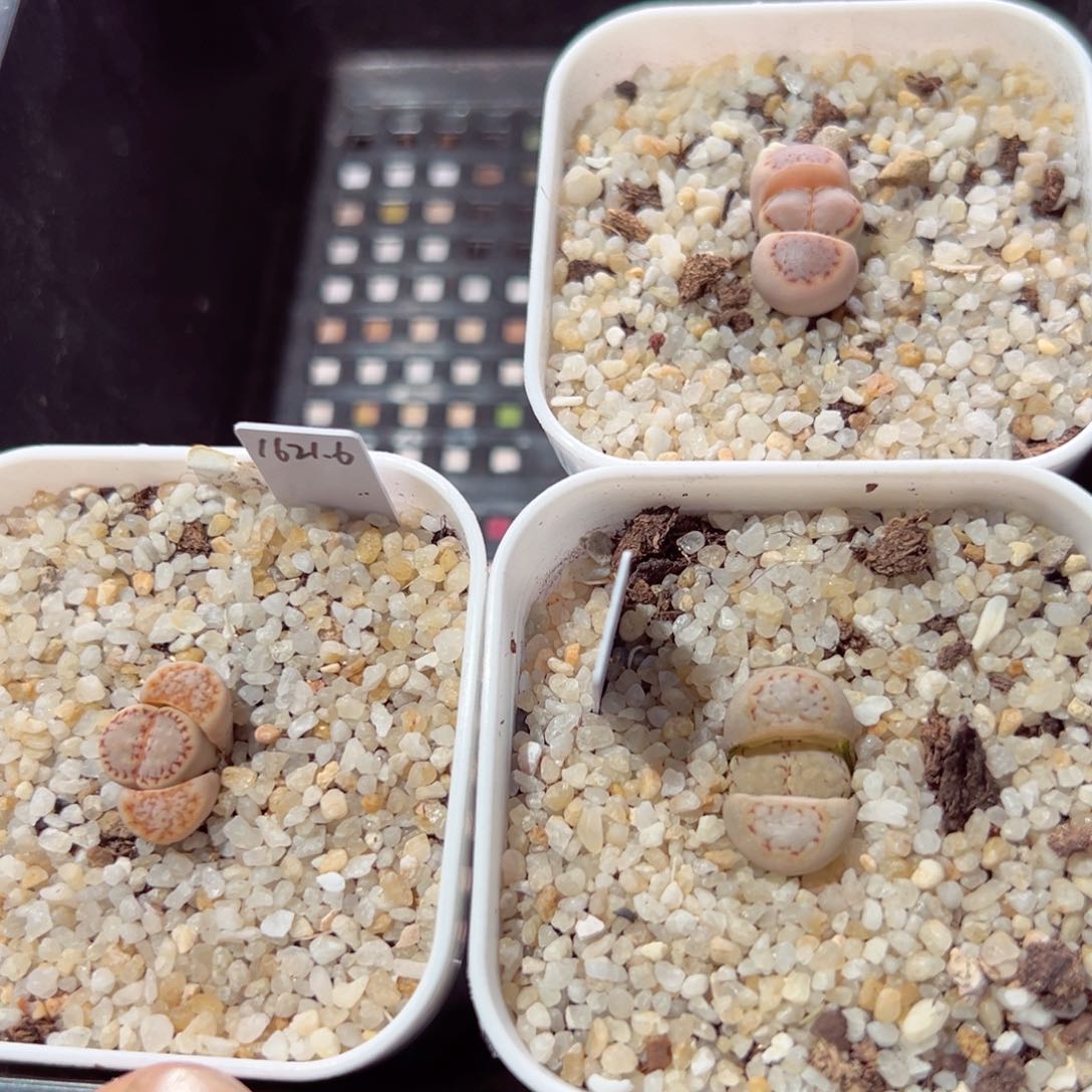 劳****?0204-121.我的小可爱