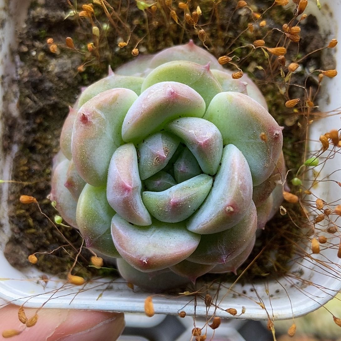 一物一拍一单包邮 232