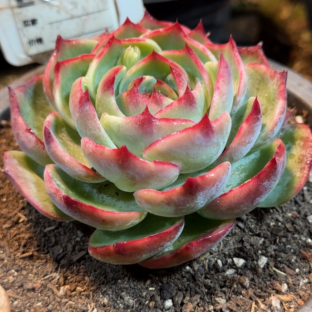 玫瑰惊鸿一物一拍包装收缩花旱806