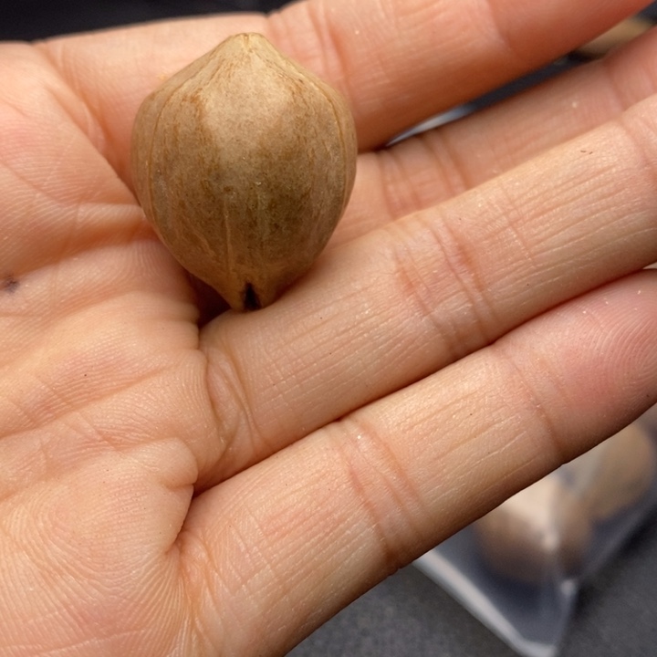 刚***饭手串/手链橄榄核1