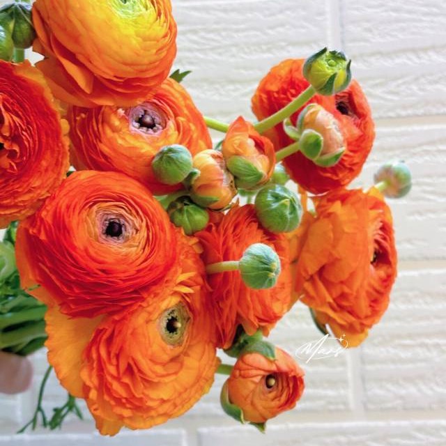 橙色洋牡丹多花苞