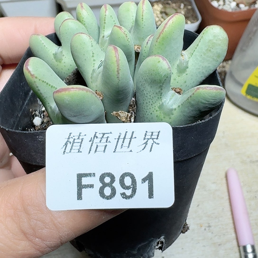 891盒多肉植物哇c v